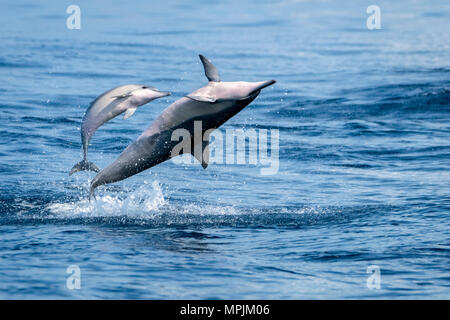 spinner dolphin, Stenella longirostris, mother, calf, jumping, leaping, Chichi-jima, Bonin Islands, Ogasawara Islands, UNESCO World Heritage Site, Jap Stock Photo