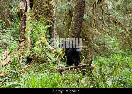 Bear in the The Hoh Rainforest in Olympic National Park, Washington. Stock Photo