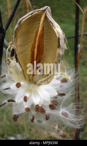 open milkweed pods showing the flat brown seeds with fluffy white floss spilling out Stock Photo