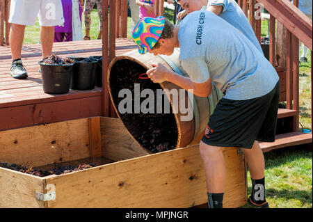 Carlton, Oregon,USA - September 12, 2015:Members of the Crush Crew dump the crushed grapes from the barrels at Carlton's Annual Wine Crush Harvest Fes Stock Photo