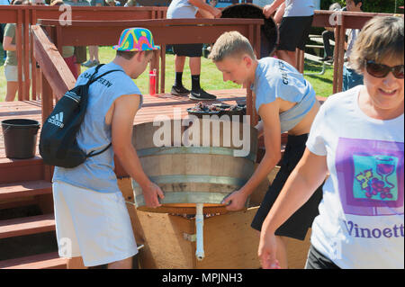 Carlton, Oregon,USA - September 12, 2015:Members of the Crush Crew dump the crushed grapes from the barrels at Carlton's Annual Wine Crush Harvest Fes Stock Photo