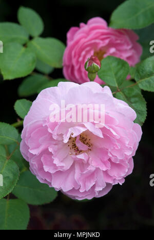 ROSA 'MARY ROSE' Stock Photo