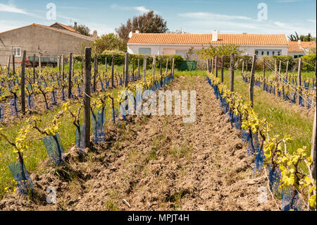 Vineyards on the Île de Ré, France Stock Photo