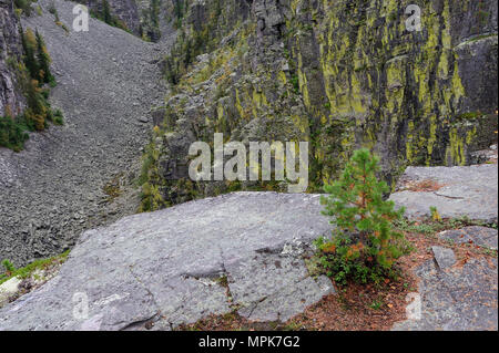 Young pine grow on a rock, juttulhogget canyon, (pinus sylvestris), norway Stock Photo