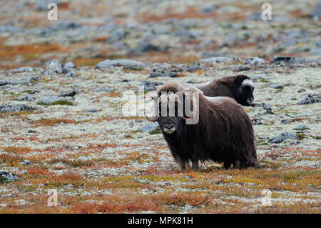 Musk ox in a autumn tundra, (ovibos moschatus), dovrefjell, norway Stock Photo