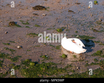 one white mute swan on beach with neck resting on back sunlight beautiful; essex; england; uk Stock Photo