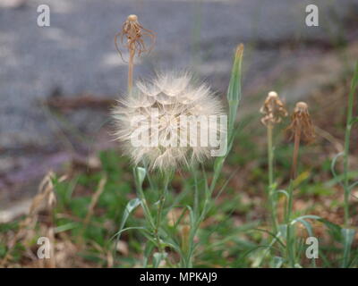 A Ghost In The Making and Life In The Parking Lot - OL6693796 Stock Photo