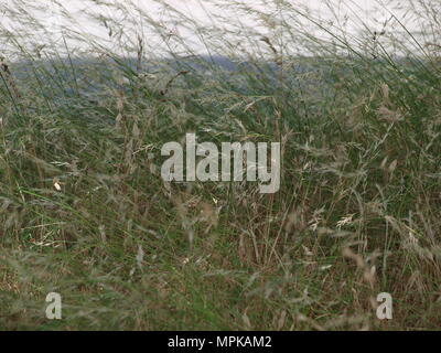 A Ghost In The Making and Life In The Parking Lot - OL6693796 Stock Photo
