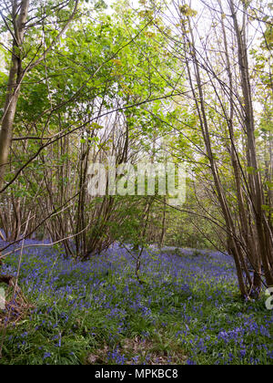 Essex wildflowers growing in woodland in spring with trees in a rural ...