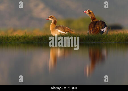 Egyptian Goose pair with reflections Stock Photo