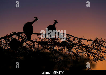 Helmeted Guineafowl roosting at dusk Stock Photo