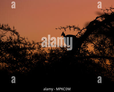 Helmeted Guineafowl roosting at sunset Stock Photo