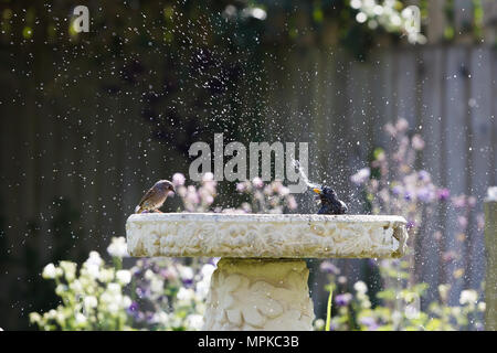 A starling has a good splash in the new bird bath whilst a bemused young dunnock looks on Stock Photo