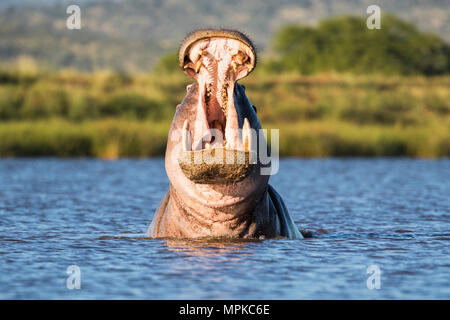 Hippo yawning Stock Photo
