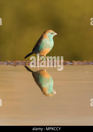 Blue Waxbill at a drinking pool in Zimanga, South Africa Stock Photo