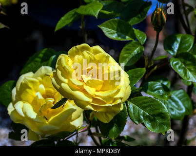Flower poster: Pale yellow roses in bright spring sunshine Stock Photo