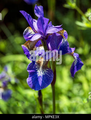 Flower poster: Close-up of blue and purple Iris flowers in bright spring sunshine Stock Photo