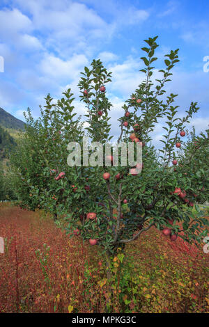 Apple Trees and Buckwheat Field in Sangla Valley (Himachal Pradesh, India) Stock Photo