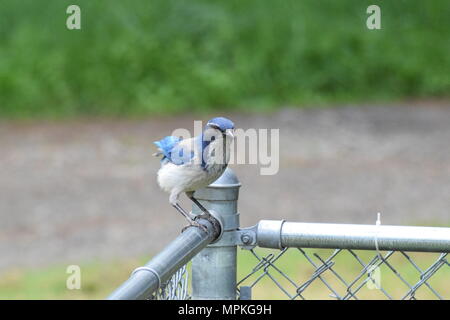 Scrub-Jay Stock Photo