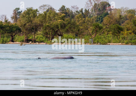 Rare irawaddy dolphins boat trip from Khongyai beach on Don Khone island in south Laos. Landscape taken from boat on four thousands islands on Mekhong