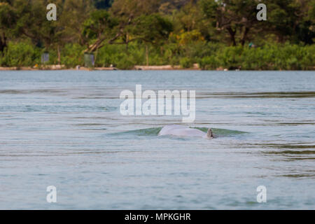 Rare irawaddy dolphins boat trip from Khongyai beach on Don Khone island in south Laos. Landscape taken from boat on four thousands islands on Mekhong
