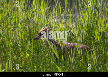 Muntjac deer in a reed bed at RSPB Fowlmere Stock Photo