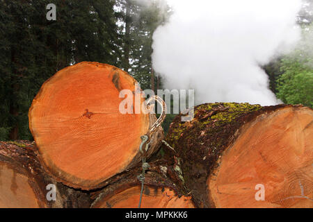 Cross section of logs stacked and cut, trees in background. Smoke from mill rising in the background. Hook hanging out of the side of cross section of Stock Photo