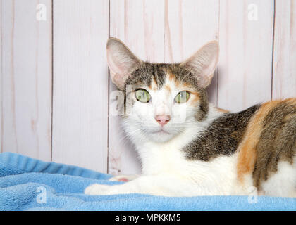 Young female calico kitten laying on a blue blanket looking at viewer. Light wood panel wall background. Stock Photo