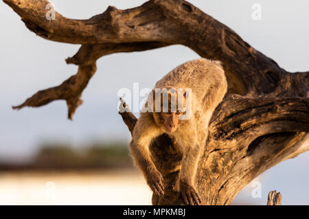 A Barbary macaque climbing in a tree taken in Gibraltar nature reserve. Stock Photo