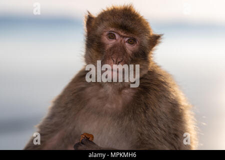 A portrait of a Barbary macaque taken in Gibraltar nature reserve at sunset in May. Stock Photo