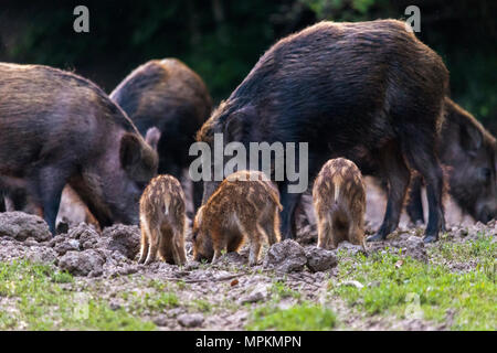 Feral pigs, sow and piglets rooting for food Stock Photo