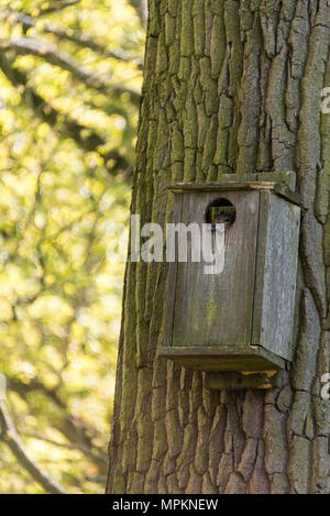 A grey squirrel (Sciurus carolinensis) hiding in a bird box on a tree Stock Photo