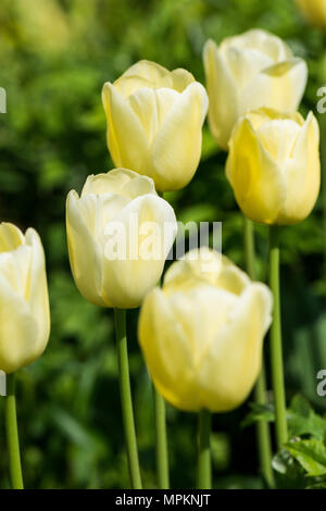 Download Pale Yellow Tulips Stock Photo Alamy Yellowimages Mockups