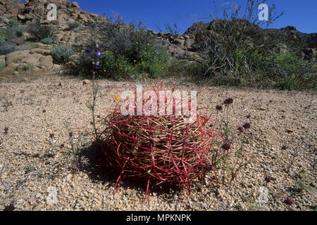 Barrel cactus in Cottonwood Canyon, Joshua Tree National Park, California Stock Photo