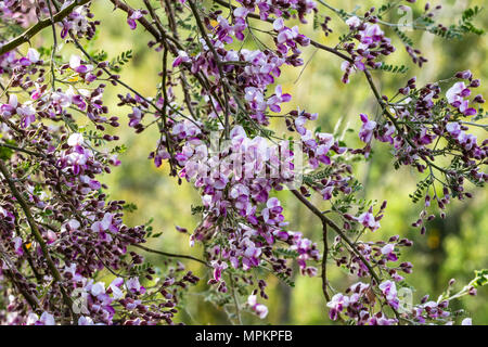 Purple and white blossoms cover branches of a Desert Ironwood tree (olneya tesota), in Arizona's Sonoran desert. It can live over 800 years. Stock Photo