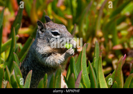 California ground squirrel (Spermophilus beecheyi), Ellen Browning Scripps Marine Park, La Jolla, California Stock Photo