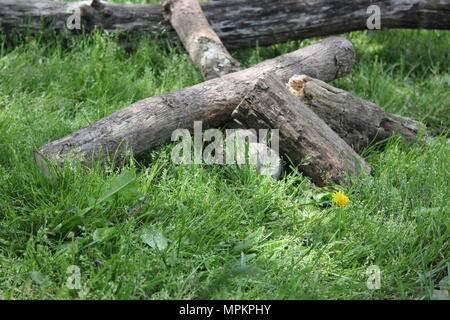 Pile of firewood logs at White Pines State Park in Mt. Morris, Illinois. Stock Photo