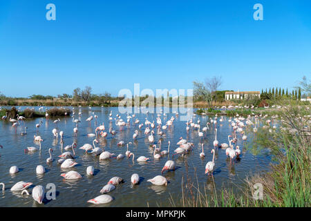 Camargue, France. Greater Flamingos (Phoenicopterus roseus) in the Parc ornithologique du Pont de Gau, Camargue, Provence, France. Stock Photo