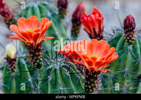 Bright red  blossoms on Claret Cup Cactus (echinorcereus triglochidaiatus), blooming in Arizona's Sonoran desert. Stock Photo