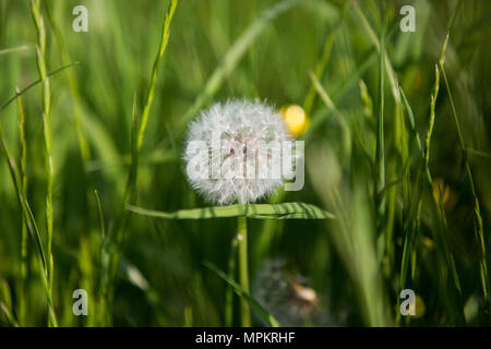 Dandelion seed head in a field on a sunny day Stock Photo