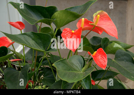 Red Peace lily, Spathiphyllum Stock Photo - Alamy