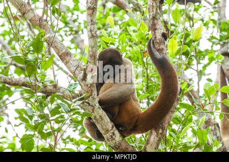 Brown Woolly Monkey sitting in a tree with its tail draped over a branch, Brazilian Amazon Stock Photo