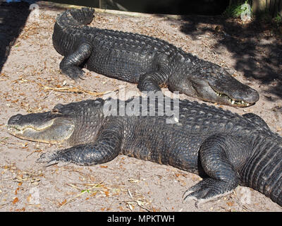 Alligators at the Native Swamp and Rookery at the Alligator Farm in St. Augustine, Florida, USA, 2018, © Katharine Andriotis Stock Photo