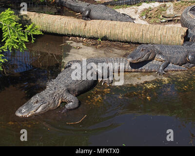 Alligators at the Native Swamp and Rookery at the Alligator Farm in St. Augustine, Florida, USA, 2018, © Katharine Andriotis Stock Photo