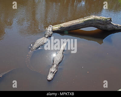 Alligators at the Native Swamp and Rookery at the Alligator Farm in St. Augustine, Florida, USA, 2018, © Katharine Andriotis Stock Photo