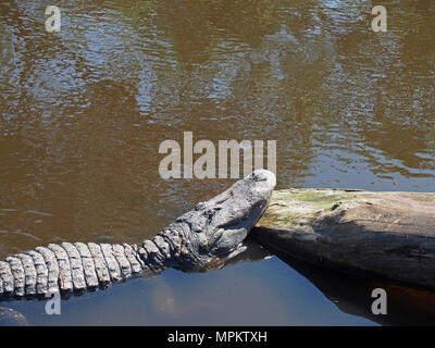 Alligators at the Native Swamp and Rookery at the Alligator Farm in St. Augustine, Florida, USA, 2018, © Katharine Andriotis Stock Photo