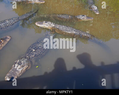 Shadow of tourists as they observe alligators at the Native Swamp and Rookery at the Alligator Farm in St. Augustine, Florida, USA, 2018, © Katharine  Stock Photo