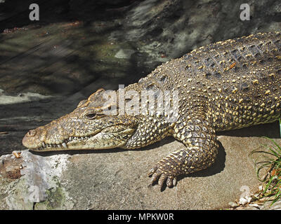Cuban Crocodile at the Alligator Farm in St. Augustine, Florida, USA, 2018, © Katharine Andriotis Stock Photo