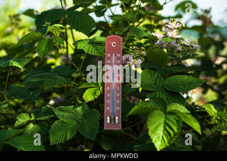 thermometer in plants