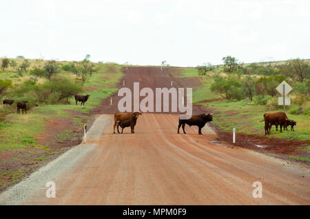 Free Range Australian Cattle Stock Photo
